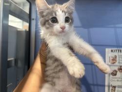 Shelter Stray Female Cat last seen BASELINE AND SIERRA, 333 Chandler Pl, San Bernardino, CA 92408, USA
