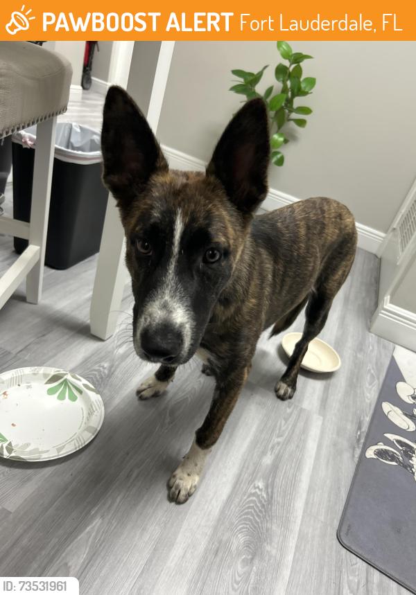 Found/Stray Female Dog last seen West Broward blvd and 441, Fort Lauderdale, FL 33312