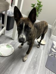 Found/Stray Female Dog last seen West Broward blvd and 441, Fort Lauderdale, FL 33312