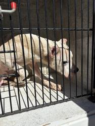 Shelter Stray Male Dog last seen Near BLOCK FORD PL, 4950 SW Triana Blvd, Huntsville, AL 35805, USA