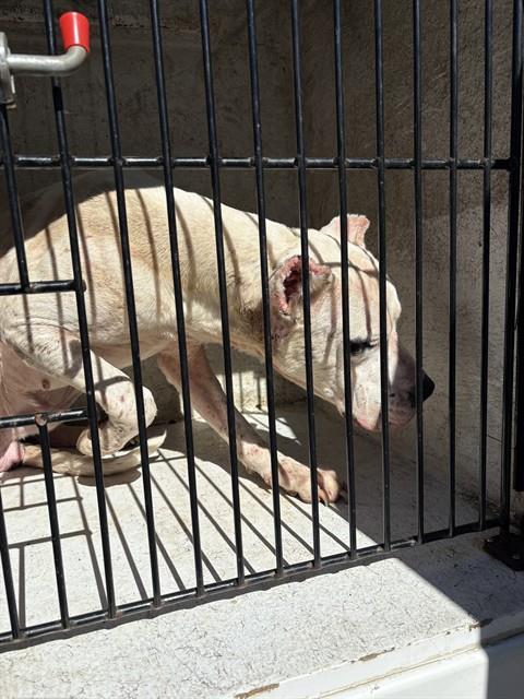 Shelter Stray Male Dog last seen Near BLOCK FORD PL, 4950 SW Triana Blvd, Huntsville, AL 35805, USA