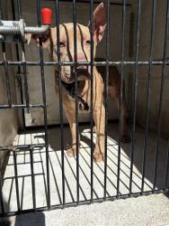 Shelter Stray Male Dog last seen Near BLOCK FORD PL, 4950 SW Triana Blvd, Huntsville, AL 35805, USA