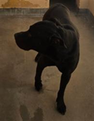 Shelter Stray Male Dog last seen , West Valley Animal Shelter, 20655 Plummer St, Chatsworth, CA 91311, USA