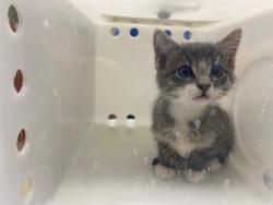 Shelter Stray Male Cat last seen Near BLOCK N 37TH ST, 3839 W Burnham St, West Milwaukee, WI 53215, USA