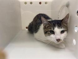 Shelter Stray Male Cat last seen Near BLOCK N 37TH ST, 3839 W Burnham St, West Milwaukee, WI 53215, USA