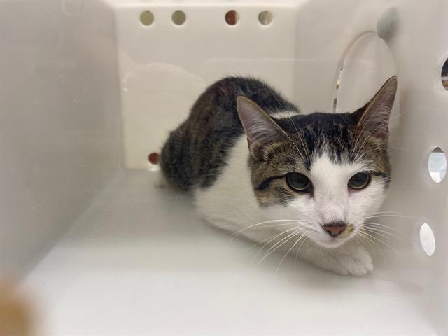 Shelter Stray Male Cat last seen Near BLOCK N 37TH ST, 3839 W Burnham St, West Milwaukee, WI 53215, USA