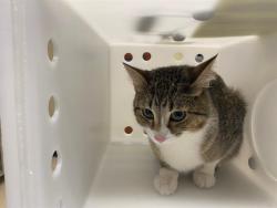 Shelter Stray Female Cat last seen Near BLOCK S 20TH ST, 3839 W Burnham St, West Milwaukee, WI 53215, USA