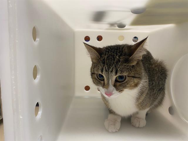 Shelter Stray Female Cat last seen Near BLOCK S 20TH ST, 3839 W Burnham St, West Milwaukee, WI 53215, USA