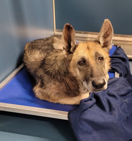 Shelter Stray Female Dog last seen Near BLOCK W OUTER DR, DETROIT MI 48235, 1431 E Ferry St, Detroit, MI 48211, USA