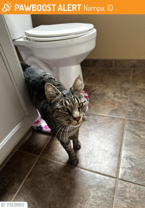 Found/Stray Unknown Cat last seen Moss Ln., Nampa, ID 83651