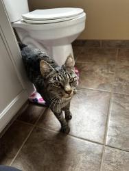 Found/Stray Unknown Cat last seen Moss Ln., Nampa, ID 83651