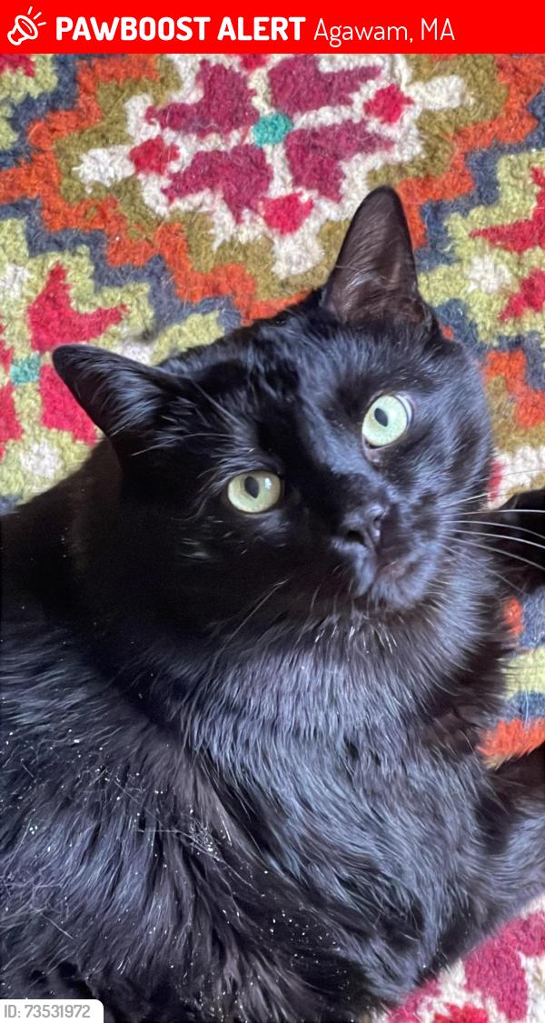 Lost Male Cat last seen Regency park drive, Agawam, MA 01001