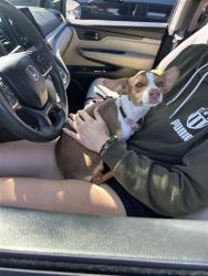 Shelter Stray Female Dog last seen , 4710 TX-151, San Antonio, TX 78227, USA