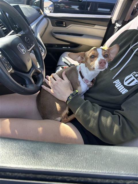 Shelter Stray Female Dog last seen , 4710 TX-151, San Antonio, TX 78227, USA