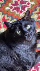 Lost Male Cat last seen Regency park drive, Agawam, MA 01001