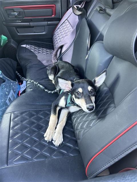 Shelter Stray Male Dog last seen , 4710 TX-151, San Antonio, TX 78227, USA
