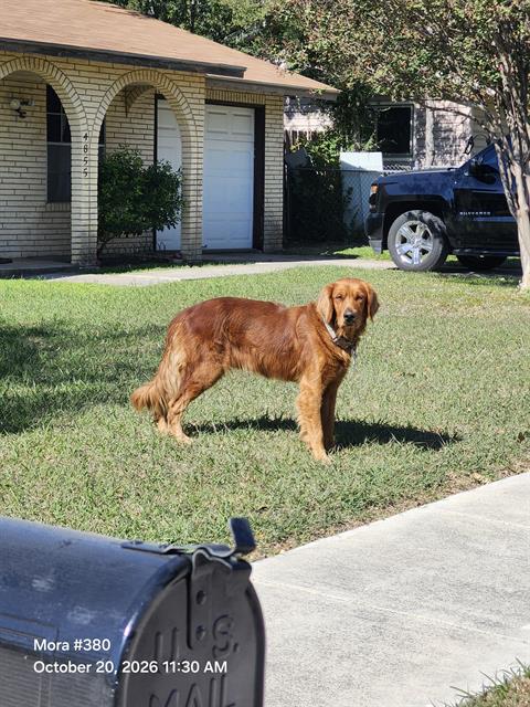 Shelter Stray Male Dog last seen Near BLOCK CASTLE ROSE, 4710 TX-151, San Antonio, TX 78227, USA