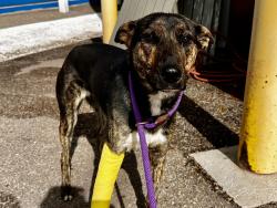 Shelter Stray Female Dog last seen BRIDGE AND TOWER NW, 8920 Lomas Blvd NE, Albuquerque, NM 87112, USA