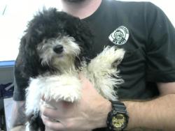 Shelter Stray Female Dog last seen LOMAS AND EUBANK, 8920 Lomas Blvd NE, Albuquerque, NM 87112, USA