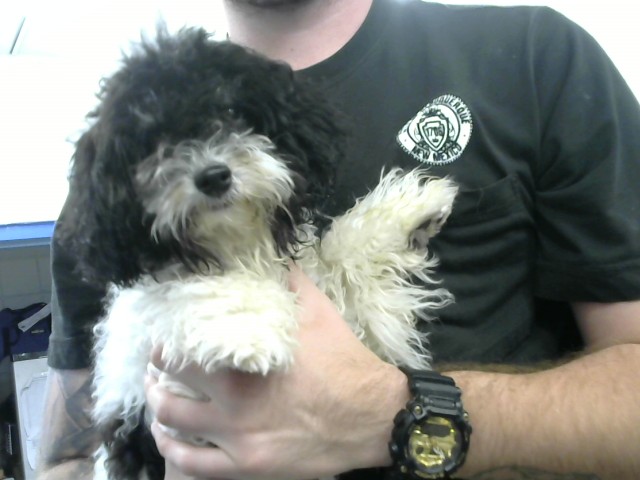 Shelter Stray Female Dog last seen LOMAS AND EUBANK, 8920 Lomas Blvd NE, Albuquerque, NM 87112, USA