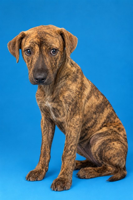 Shelter Stray Female Dog last seen , 2020 Forest St, Jacksonville, FL 32204, USA