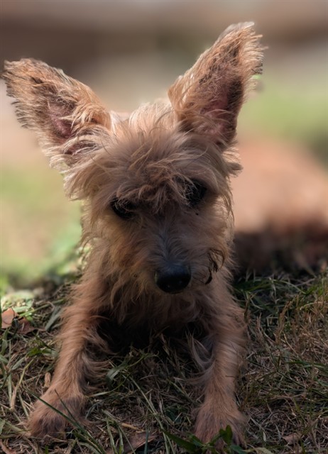 Shelter Stray Female Dog last seen Near BLOCK E. RENNE DR, 2020 Forest St, Jacksonville, FL 32204, USA