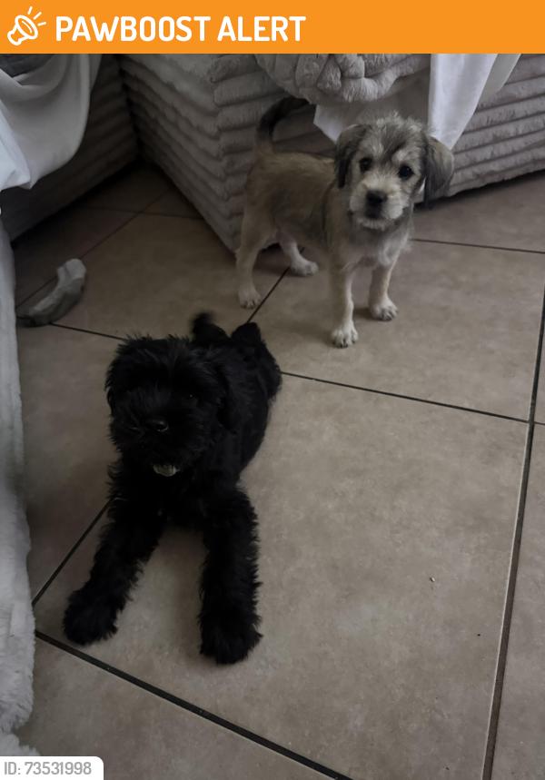 Found/Stray Unknown Dog last seen Carmenita, Santa Fe Springs, CA 90670