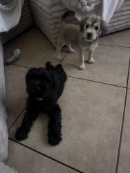 Found/Stray Unknown Dog last seen Carmenita, Santa Fe Springs, CA 90670