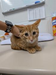 Shelter Stray Male Cat last seen OFALLON, 4850 Mid Rivers Mall Dr, St Peters, MO 63376, USA