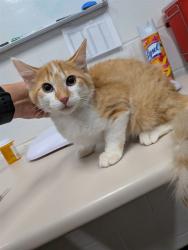 Shelter Stray Male Cat last seen OFALLON, 4850 Mid Rivers Mall Dr, St Peters, MO 63376, USA
