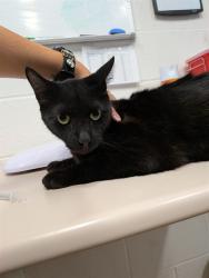 Shelter Stray Male Cat last seen WENTZVILLE, 4850 Mid Rivers Mall Dr, St Peters, MO 63376, USA