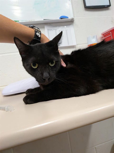 Shelter Stray Male Cat last seen WENTZVILLE, 4850 Mid Rivers Mall Dr, St Peters, MO 63376, USA