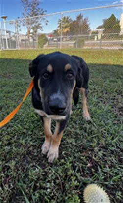 Shelter Stray Male Dog last seen E DEVONSHIRE AVE, HEMET, CA, 581 S Grand Ave, San Jacinto, CA 92582, USA