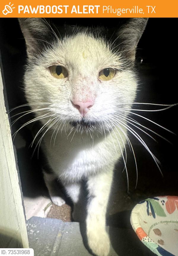 Found/Stray Male Cat last seen Neighborhood next to Wells Branch HEB, Pflugerville, TX 78660