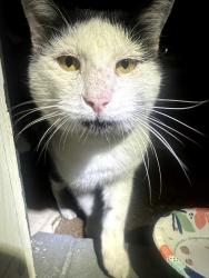 Found/Stray Male Cat last seen Neighborhood next to Wells Branch HEB, Pflugerville, TX 78660