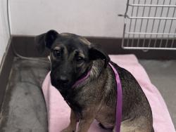 Shelter Stray Female Dog last seen , 4000 N Silverbell Rd, Tucson, AZ 85745, USA