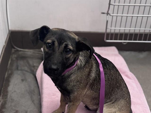 Shelter Stray Female Dog last seen , 4000 N Silverbell Rd, Tucson, AZ 85745, USA