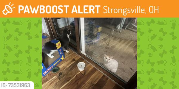 Found/Stray Unknown Cat last seen whitney/webster corner area in Strongsville, Strongsville, OH 44136