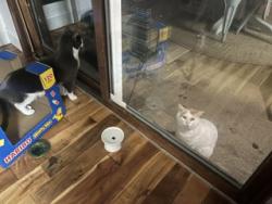 Found/Stray Unknown Cat last seen whitney/webster corner area in Strongsville, Strongsville, OH 44136