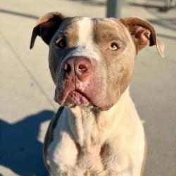 Shelter Stray Male Dog last seen Near, 5001 E Raymond St, Indianapolis, IN 46203, USA