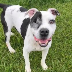 Shelter Stray Male Dog last seen Near, 5001 E Raymond St, Indianapolis, IN 46203, USA