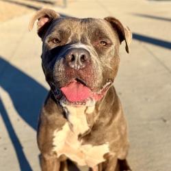 Shelter Stray Male Dog last seen Near, 5001 E Raymond St, Indianapolis, IN 46203, USA