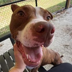 Shelter Stray Male Dog last seen Near, 5001 E Raymond St, Indianapolis, IN 46203, USA