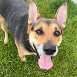 Shelter Stray Male Dog last seen Near, 5001 E Raymond St, Indianapolis, IN 46203, USA