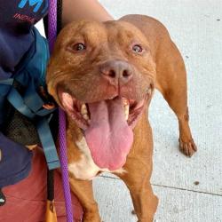 Shelter Stray Female Dog last seen Near, 5001 E Raymond St, Indianapolis, IN 46203, USA