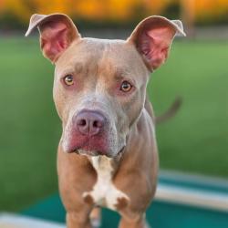 Shelter Stray Female Dog last seen Near, 5001 E Raymond St, Indianapolis, IN 46203, USA