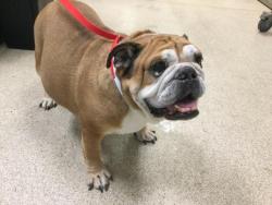 Shelter Stray Female Dog last seen Near BLOCK VAN BUREN BLVD, RIVERSIDE, CA, 6851 Van Buren Boulevard, Jurupa Valley, CA 92509, USA