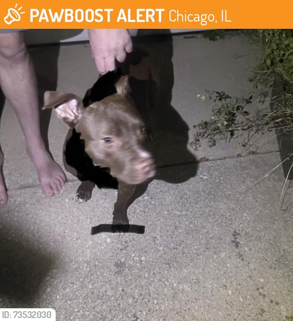 Found/Stray Male Dog last seen Near Hays park, Chicago, IL 60652