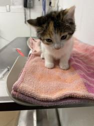 Shelter Stray Female Cat last seen FULLER/WAIT, 16 Barnes Ct, Hayward, CA 94544, USA
