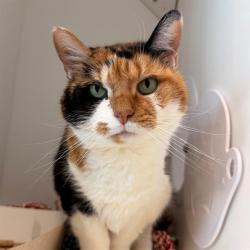 Shelter Stray Female Cat last seen Near, 5001 E Raymond St, Indianapolis, IN 46203, USA
